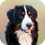 Dog Wallpapers