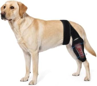 Dog Knee B