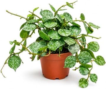 Hoya Curtisii Live Plant – Hoya Curtisii Fully Rooted Starter Plants – Rare Silver Vine – Easy Care Cuttings for Beginners – Unique Gift for Collectors & Home Decor (Heat Pack Included)