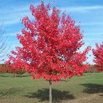 GardenersDream Acer Rubrum Summer Red Plant in Pot - Healthy Ornamental Red Maple Tree - Large Outdoor Garden Ready Hardy Shrub - Flowering Plant for Gardens, or Backyard (5-6ft, incl. 12L Pot)