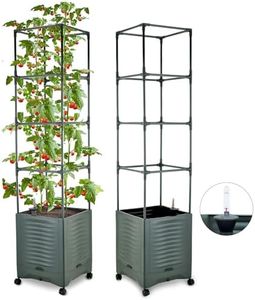 Tomato Pla
