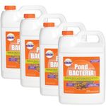 Pondworx Pond Bacteria - Formulated for Water Features and Safe for Koi (4 Gallon Value Pack)