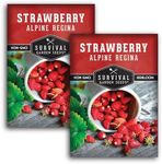 Alpine Regina Strawberry Seed for Planting - 2 Packets with Instructions to Plant & Grow Wild or Woodland Strawberries in The Home Vegetable Garden - Non-GMO Heirloom Variety - Survival Garden Seeds