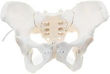 LYOU Life Size Female Pelvis Model,