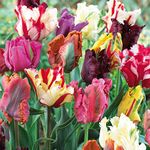 64 Bulbs - Tulip 'Parrot Mixed' Tulipa Hardy Spring Flowering Bulbs Garden Plants Exotic Looking Tulip Plants Multi-Coloured Fringed Ruffled Flowers 64 Bulbs by Thompson and Morgan