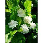 Live All Time 12 months jasmine flowering plant | Mogralive Plant & Tree | mograFlowering Jasmine | White Flower Highly Fragrant Plant | Pack of 1 With Pot (jasmine Flower Plant)(mogra)