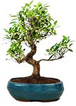 Abana Homes Ficus Bonsai Live Plant With Ceramic Pot - 5 Years Old Bonsai Plants for Home