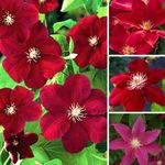 Clematis Dark Red 9cm #1