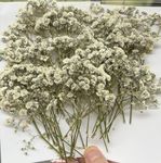 68PCS Dried Pressed Baby Breath Flowers, Real Natural Ivory White Gypsophila Branch Bouquet, Natural Real Dried Pressed Resin Nail Crafts DIY Wedding Card Family Party Party Decoration