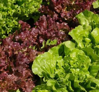 Lettuce Loose Leaf Mix 200 Seeds Salad Vegetable Mixed Leaves