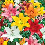 PLANTOGALLERY Flower Bulbs | Lilium Flower Bulbs For Garden Pretty Flower Set of 2 Bulbs (Mix)