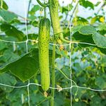 Netting For Plants