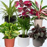 6 x Pet Friendly House Plants – Indoor Plants for Living Room Accessories, Ceramic Indoor Plant Pot When Selected, All Plants Supplied Will be Non Toxic for Domestic Pets