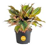 Costa Farms Chinese Evergreen Live 