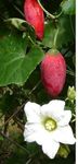 Ivy Gourd/Coccinia Grandis Indica/Kundru/Tendli/Donda Kaya Seeds, Ornamental Wild Plant, Pack of 20