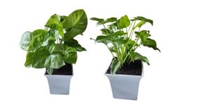 JESAA GREENS Set of 2 Live Plant | Alba Synghonium and Xanadu Live Plant with Pot | Air Purifier & Good Luck | Indoor Plant for Living Room | Home & Office Deco | Set of 2