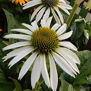 Echinacea
