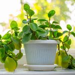 YouGarden House Plant, Trailing Jade Peperomia rotundifolia, Indoor Plant in 6cm Pot, for Home, Office or Living Room