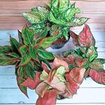 Rolling Nature Combo Set of 4 Big Aglaonema Plant It Yourself (PIY) Live Plants | Siam Aurora Lipstick Red | Snow White | Red Valentine | Super Thai Pink | Air Purifier & Good Luck