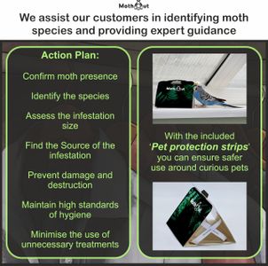 MothOut Clothes Moth Traps 10-Pack – Carpet Trap, Lavender Freshener, Glowing Pads