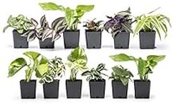 Altman Plants Live Houseplants (12P