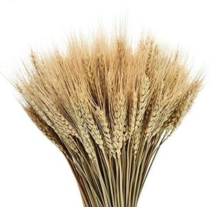 YoleShy Dried Wheat Stalks, 100 Stems 100% Natural Wheat Decor for Home Kitchen Christmas Wedding (15.7 Inches)