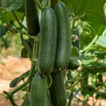 Mini Cucumber Seeds