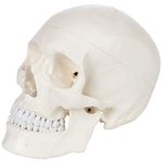 Myaskro® Professional Grade Life-Size Human Skull Model With Ultra Refined 96% Anatomical Accuracy | Premium PVC Build for Unmatched Durability & Study | Approved by Medical Colleges