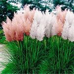 Outsidepride 2000 Seeds Perennial Cortaderia Selloana Pampas Ornamental Grass Seed Mix for Planting