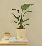 UGAOO Bird of Paradise Natural Live Indoor Plant with Pot - Medium