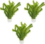 CANTON AQUATICS Anacharis Egeria Densa Bunch - Fast Growing – Linear & Whorled Leaves - Background Positioning - All Natural & Organic Aquatic Plant - Long Lasting & Easy to Care - 3 Pack