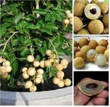 Linaa Exclusive Dragon Eye, Longan, Dimocarpus Longan Fruit Live Plant (Pack of 1 Plant) (Style-8)