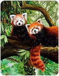 3D LiveLife Magnet - Red Pandas from Deluxebase. Lenticular 3D Wild Animal Fridge Magnet. Magnetic decor for kids and adults with artwork licensed from renowned artist, Katrina Sokolo