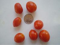 JULIET Tomato GRAPE Tomate RAISIN RED Heirloom 10 Seed GREAT TASTY CANADA +GIFT
