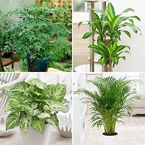You Garden - Evergreen Indoor House Plant Collection - 4 Plant Collection in 12cm Pots - House Plants in pots - Plants Office or Home Décor - Easy Care Plants Low Maintenance