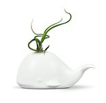 Sur La Table Genuine Fred Fancy Ceramic Mini Air Plant/Succulent Holder, Regular, Whale