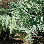 David's Garden Seeds Cardoon Porto 