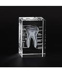 Ultrassist 3D Human Tooth Crystal M