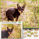 Prank Puzzle Surprise Cheeky Chihuahua 500 Piece Puzzle. Prank Gift Pooping Dogs Puzzle, Gag Gifts for Adults & Teens. Pooping Puppy Funny Puzzles Chihuahua Gifts (Pooping Chihuahua Prank Puzzle)