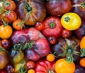 Rainbow Beefsteak Tomato Seeds for 