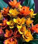 Gebdinsh Garden® Imported Curcuma Flower Bulbs For Your Garden (Pack Of 2 Bulbs)