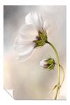 Panther Print Fine Art Prints White Cosmos Flower Artistic Unframed Poster, Pictures for Home Walls, Bedroom, Living Room & Bathroom Decor 91x61cm (36x24in)