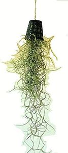 The Four Seasons Spanish Moss | Tillandsia Usneoides | Easy to Care | Rare Air Plant in Small Net Pot (Combo of 2)