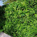 ULAND Artificial Topiary Hedges Panels, 40"x40" Plastic Faux Ivy Fence Mat,Verticial Garden Privacy Fence Screen Greenery Wall Backdrop Decor, Garden Privacy Screen Fence