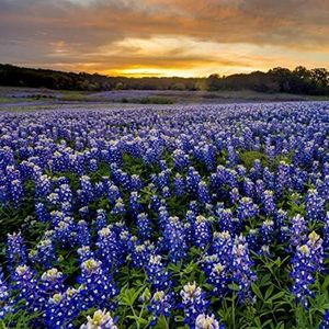 Outsidepride Texas Bluebonnet Seeds - 1/4 lb. Annual Lupinus Texensis, Heirloom Quality, Drought-Tolerant Wildflower Seeds w/Blue Blooms for Vibrant Spring Displays, Landscape, & Attracts Pollinators