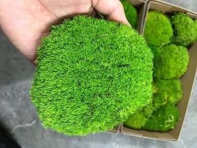 Prefleur P