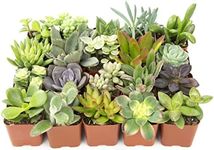 Altman Plants, Live Succulent Plants (20 Pack) Assorted Potted Succulents Plants Live House Plants in Cacti and Succulent Soil Mix, Cactus Plants Live Indoor Plants Live Houseplants in Planter Pots