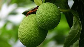 Creative Farmer Live Plant Breadfruit Rare Dwarf Fruit Artocarpus Altilis Healthy Exotic Garden Plant(1 Healthy Live Plant)