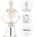 Axis Scientific Life Size Skeleton Model | 167 cm Full Size Plastic Skeleton is Molded from Real Human Skeleton | Includes Base, Dust Cover, Detailed Study Guide and Numbered Stickers | 3-Year Warranty