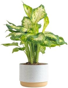 Costa Farms Dieffenbachia Live Plant Indoor, Easy Grow Light and Watering Houseplant, Potted in Indoors Garden Decor Plant Pot, Soil, Grower's Choice, Home and Office Plants Decor, 1 Foot Tall